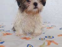 Ev Ortamında Büyüyen Shih Tzu Yavrular