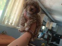 Uyguna Toy Poodle