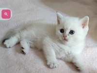 Safkan British Shorthair