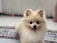 ERKEK DİŞİ YAVRULARIMIZ MEVCUTTUR POMERANİAN BOO