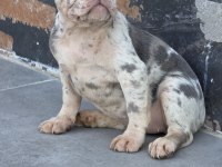French bulldog 2 aylık köpeğimiz