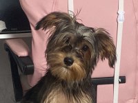 Yorkshire Terrier Milamız