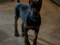 HEYBETLİ ESTETİKLİ DOBERMAN SAĞLIK ve ırk GARANTİLİ