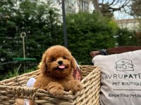 Kalitesi Karakterine Yansımış Toy Poodle Yavrumuz