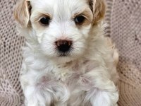 Kıvır kıvır tüylü Şirin Malta Terrier Yavrular Adana