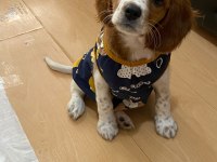 Safkan Cavalier King Charles (Eğitimli)