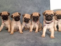 ÜST KALİTE PUG MOPS BEBEKLER