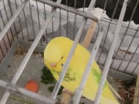 Ele alışkın sevmeye veya üretime uygun genç kuşlarım