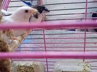 Yavru makineleri bengal ispinoz finch
