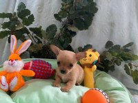 Chihuahua yavrularımız