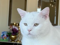 British shorthair cins kedilerimiz