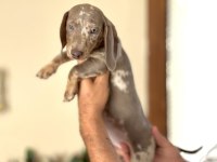 MÜKEMMEL KALİTE DACHSHUND BEBEKLER ÇİFTLİĞİMİZDEN
