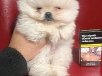 Pomeranian Boo Köpekler İçin Ulaşın