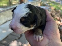 BERNESE YAVRULAR