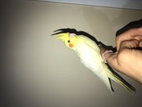 Kesinlikle ısırmaz lutino sultan papağanı yavru