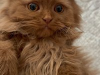 Safkan British Longhair Cinnamon