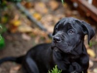 A scrli anne babadan cane corso yavrular kapıda ödeme