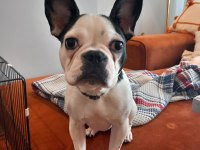 7 AYLIK TÜM AŞILARI TAM ÇİPLİ DİŞİ FRENCH BULLDOG