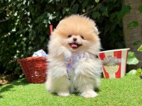 Orjinal Pomeranian Boo
