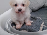 ACİL 2 Aylık Maltese Terrier yavru sahiplendirme