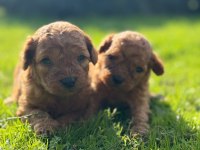 POODLE MINIK KURABİYELER