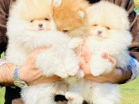 Pomeranian Boo Bebekleri