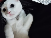 Yavru scottish fold kedimiz 6 aylık
