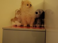 3 aylık dişi pomeranian