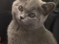 3 aylık british shorthair