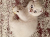 Scottish Fold Pamuk Prensesimiz Yeni Yuvasına Gitmeye Hazır