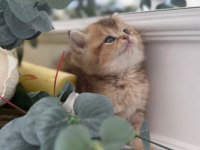 IRK VE SAĞLIK GARANTİLİ BRİTİSH KEDİLER