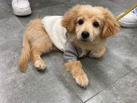 4 aylık golden kırması köpeğimiz