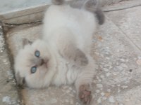 Adana yavru scottish blue point dişi yavru kedimiz
