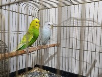 Bedeva fiyatına çift muhabbet