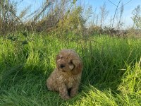 2 AYLIK TOY POODLE