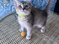 British shorthair black golden dişi ve erkek yavrular