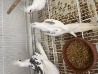 Erkek dişi 5 aylık sultan papağanı yavrular