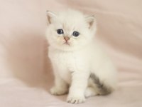 Muhteşem British Shorthair Mavi Göz Golden Point