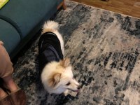 Pomeranian mix