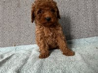 Minik pati poodle