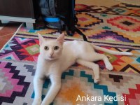 Ankara Kedisi VENÜS, Safkan, Kısır, Dişi