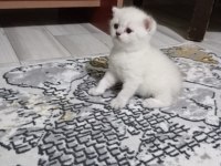 british shorthair yavrular