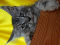 Kalitenin Adresi Big Claw Maine Coon