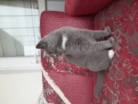 2 yaşında kızanda british shorthair