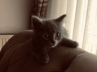 3 Aylık Leo British Shorthair