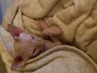 3 aylık erkek Kanada sphynx