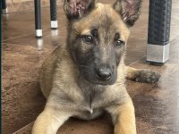 Malinois yavru köpekler