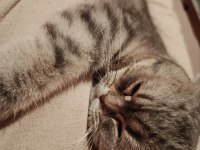 Acil scottish fold kedisi