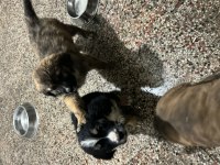 Yavru köpeklerimize yuva arıyoruz