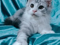 Maine coon Polidaktil